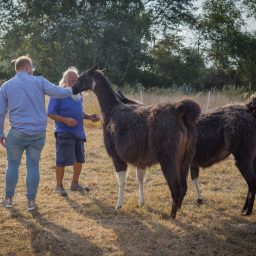 Der Ortsvorsitzende der FDP, Dirk Stender, freundet sich mit den Lamas an (Foto: Alexander Jungmann).